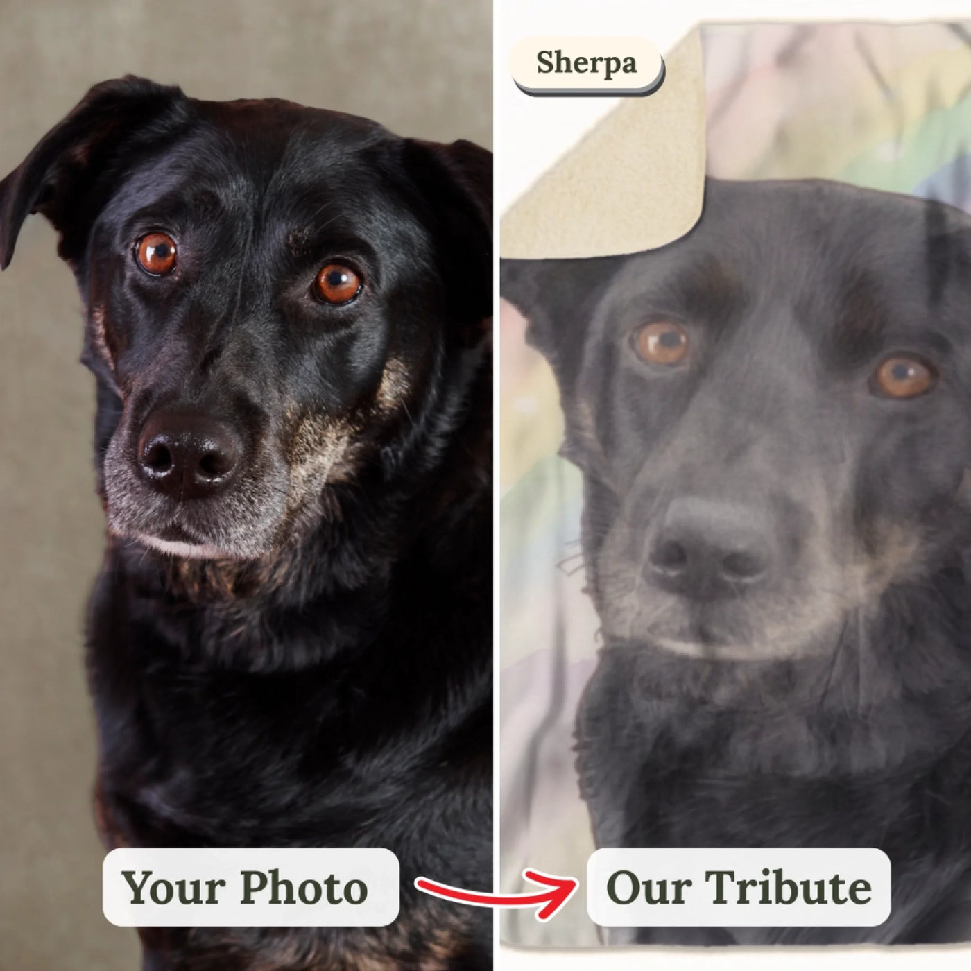 Your photo → Our Rainbow Bridge Tribute (1)