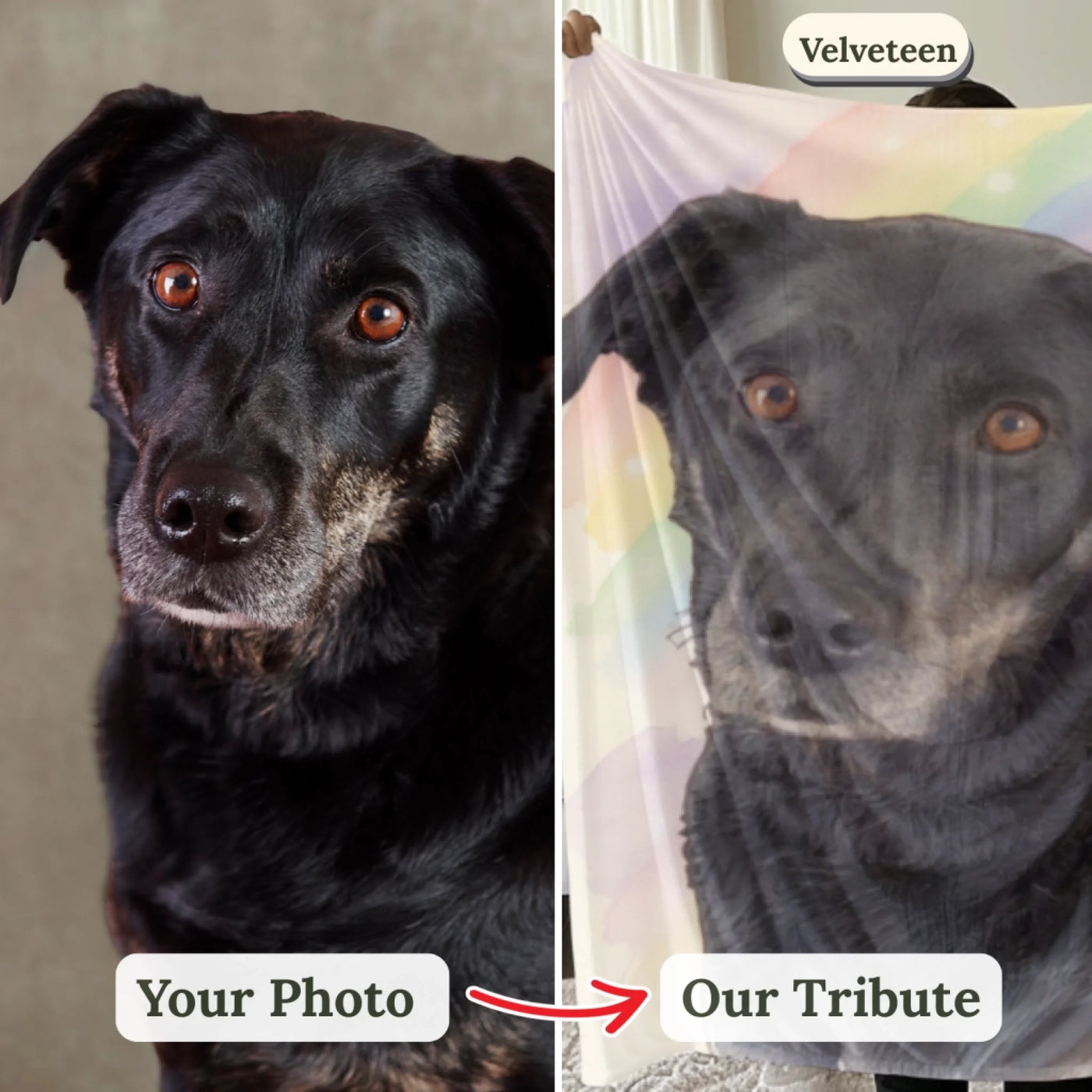 Your photo → Our Rainbow Bridge Tribute (2)