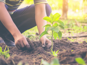 Close-up of hands planting a young tree in soil, representing new beginnings and restoration of life after coping with pet loss